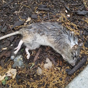 3003 Van Ness Apartments - scabbed dead rat-sick - Apartments Near Me - Washington, DC, District of Columbia 3003 Van Ness Apartments - scabbed dead rat-sick - Apartments Near Me - Washington, DC, District of Columbia