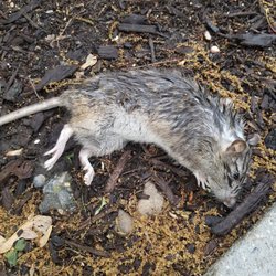 3003 Van Ness Apartments - scabbed dead rat-sick