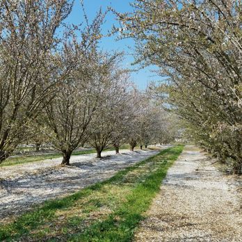 Fresno County Blossom Trail - Looks like snow. - Local Flavor Near Me - Fresno, California Fresno County Blossom Trail - Looks like snow. - Local Flavor Near Me - Fresno, California