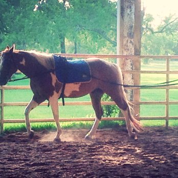 Dawson Equestrian Center - Horseback Riding Near Me - Alvin, Texas Dawson Equestrian Center - Horseback Riding Near Me - Alvin, Texas
