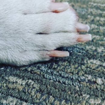 Lovely Lufcys Pet Services - Nail trim $5-$10 - Pet Boarding Near Me