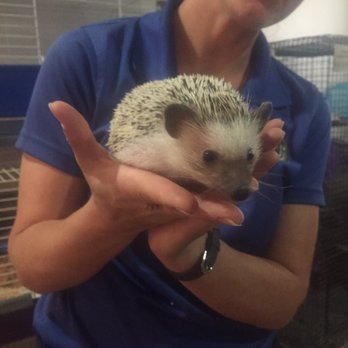 Wild Wonders - Hedgehog! - Zoos Near Me - Bonsall, California Wild Wonders - Hedgehog! - Zoos Near Me - Bonsall, California