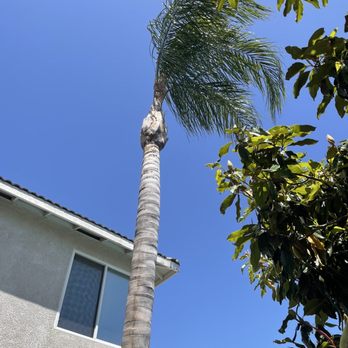 The Tree Guys LLC - Palm tree 2. After. - Tree Services Near Me