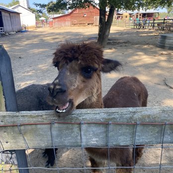 Braehead Farm - Steve the alpaca - Farmers Market Near Me - Fredericksburg, Virginia