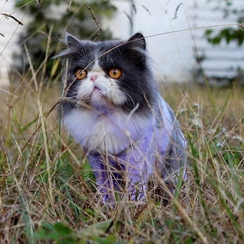 Main Stream Pets - Look at the sharp perfect cut - Pet Groomers Near Me - Salisbury, North Carolina