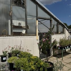 Painted Flower Farm