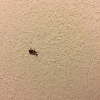 Edgewater Beach Hotel - Yet another bug. Picture was taken after they sprayed - Hotels Near Me - Naples, Florida Edgewater Beach Hotel - Yet another bug. Picture was taken after they sprayed - Hotels Near Me - Naples, Florida
