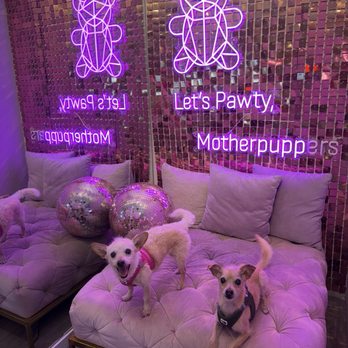 Mishka - Pet Stores Near Me - San Francisco, California