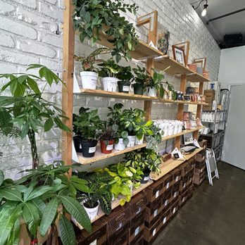 Nook Coffee Bar - WALL OF PLANTS FOR SALE - Coffee & Tea Near Me - Costa Mesa, California Nook Coffee Bar - WALL OF PLANTS FOR SALE - Coffee & Tea Near Me - Costa Mesa, California