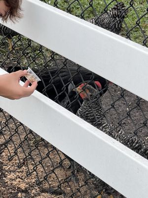 White Fence Farm Main Restaurant by null