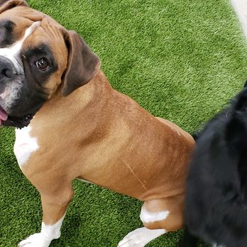 Dog Dynasty - Pet Training Near Me - Grand Junction, Colorado Dog Dynasty - Pet Training Near Me - Grand Junction, Colorado