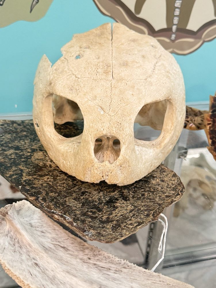 The Karen Beasley Sea Turtle Rescue And Rehabilitation Center