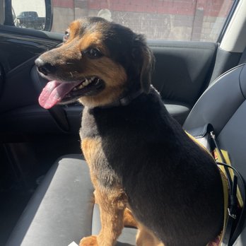 K9 Klipper - My dogs fresh cut! - Pet Groomers Near Me - Huntington Beach, California