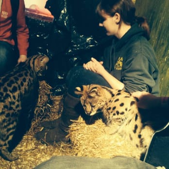 Wild Wills Animal Encounters - Zoos Near Me - Shropshire, SHR