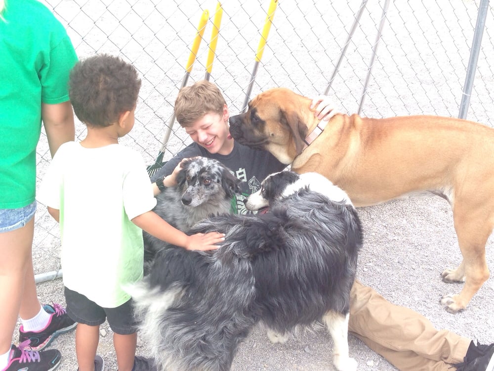 SOMERSET PET LODGE Updated July 2024 290 Chappells Dairy Rd