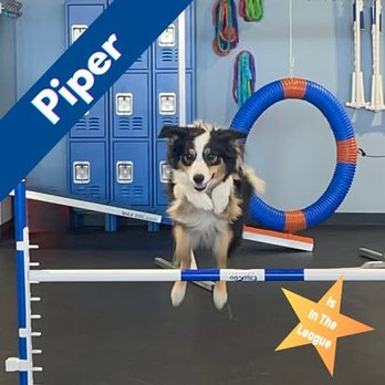 Zoom Room - Pet Training Near Me - West Allis, Wisconsin