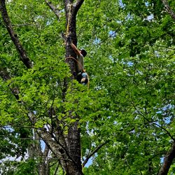 Atta Boy Tree