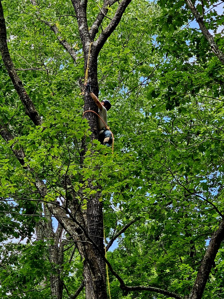 ATTA BOY TREE - Updated February 2026 - 48 Photos - Cleveland, Georgia ...