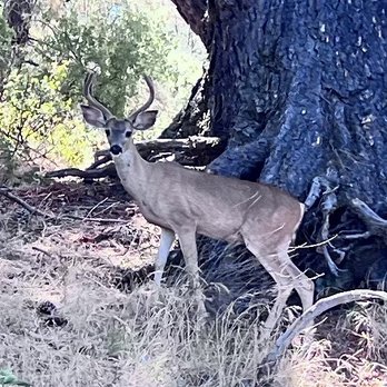 The Fly Shop - Buck along the river. Also saw Beaver and Otter. - Outdoor Gear Near Me - Redding, California