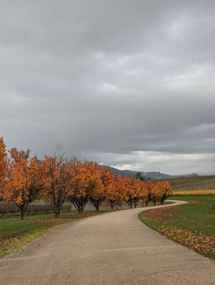 Oakridge Wines by null