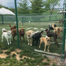Sweet Dreams Pet Resort - Dexter's daycare pack.