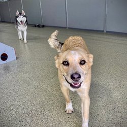 Wags Pet Resort & Hotel