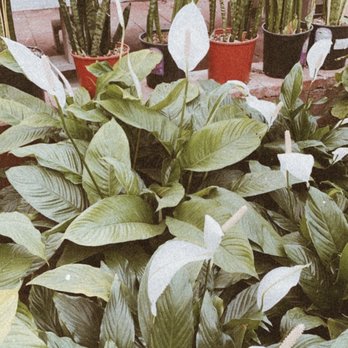 Cordova Gardens - Nurseries & Gardening Near Me - Encinitas, California