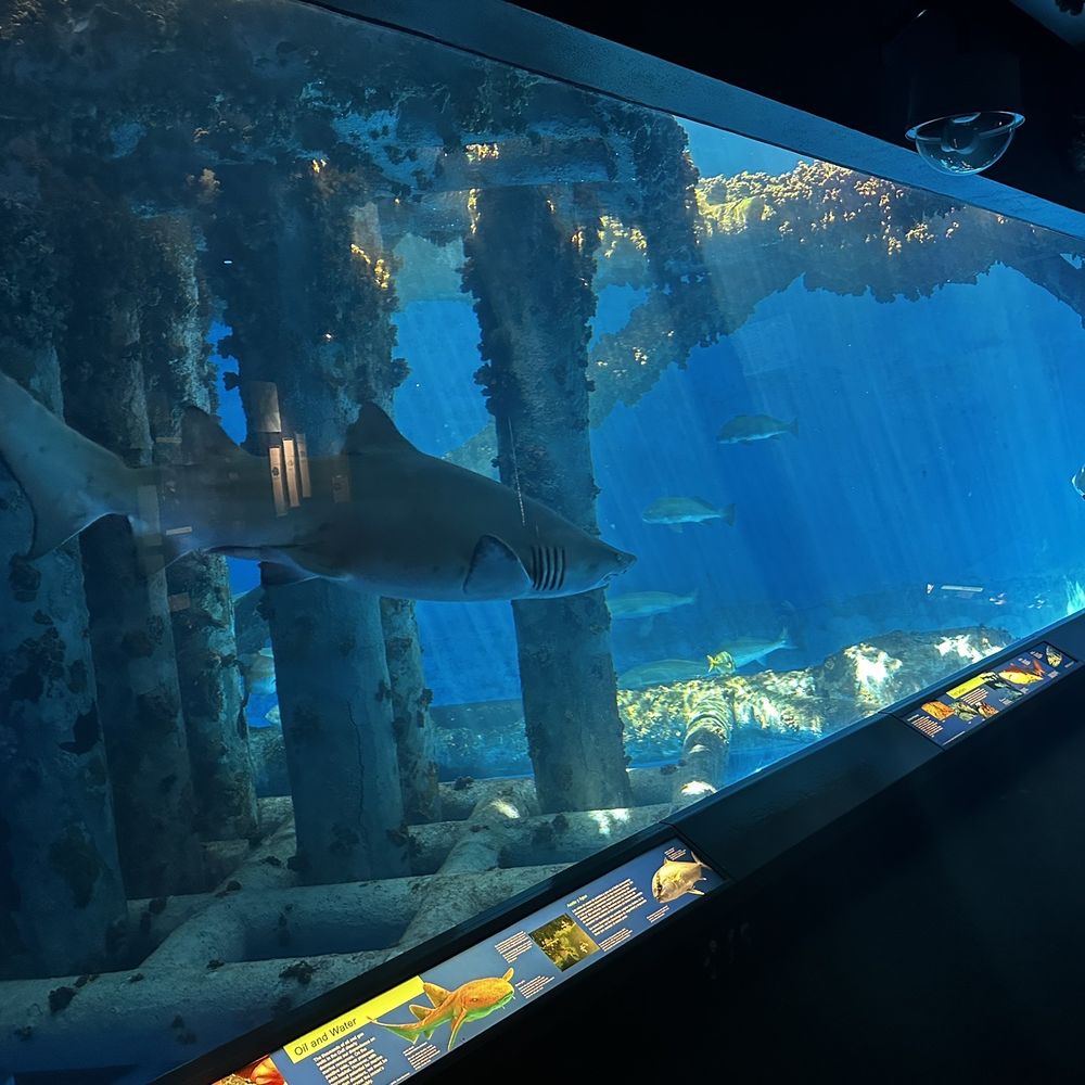 Texas State Aquarium - Shark Tank - Aquariums Near Me - Corpus Christi, Texas Texas State Aquarium - Shark Tank - Aquariums Near Me - Corpus Christi, Texas