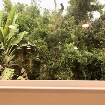 Pearloga Tree service - High up cutting the tree strapped in - Tree Services Near Me Pearloga Tree service - High up cutting the tree strapped in - Tree Services Near Me