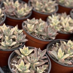 Vista Succulents - Variegated Ghost Plants