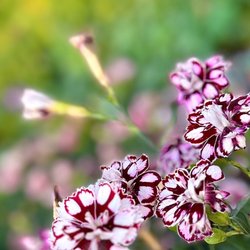 Dianthus
