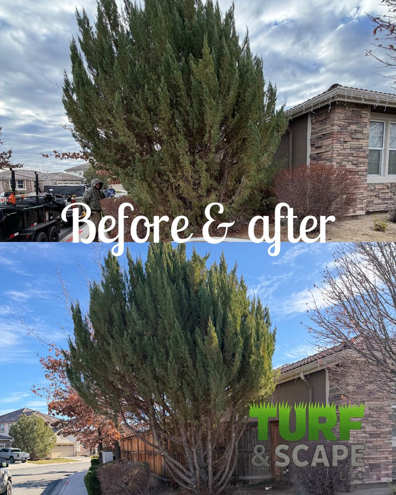 Turf and Scape - tree service in Reno, NV