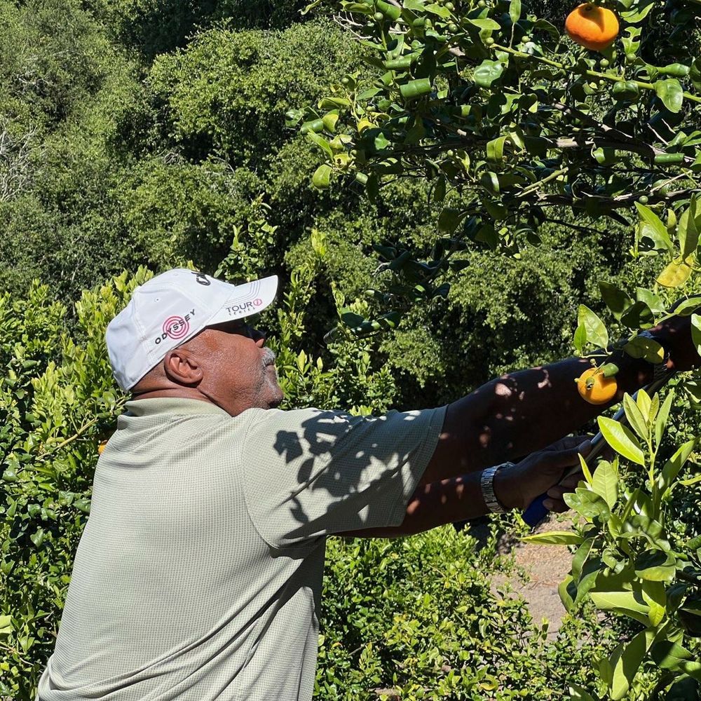 Sunmist Tangerine Farm - Pick Your Own Farms Near Me - Temecula, California