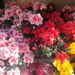 Flores Margarita