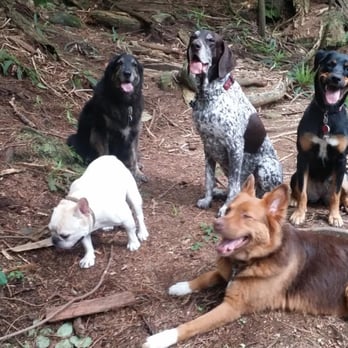 Poochike Adventures - From Joe: Kira with her posse (Kira is the happy pup sitting on the far right). Love this photo! - Dog Walkers Near Me