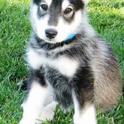 MT's Welcome Waggin' - Baby Mojo