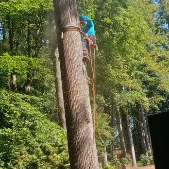 Jose's Tree Service - Tree Services Near Me Jose's Tree Service - Tree Services Near Me