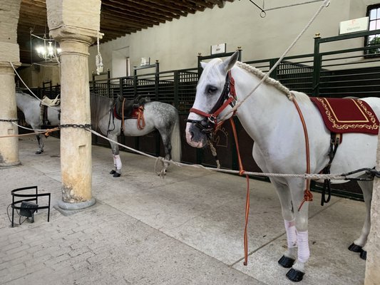 Caballerizas Reales by null