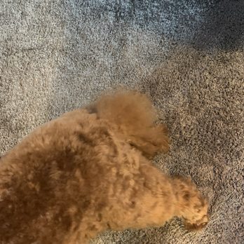 All Access Doggy Daycare and More - Tail was supposed to be cut - Pet Boarding Near Me - Spanaway, Washington