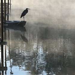 Yarberry Campground - A crane at sunrise.