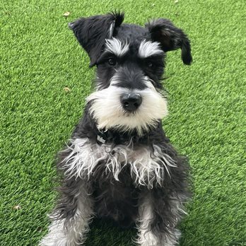 Rose Lane Schnauzers - Pet Adoption Near Me