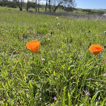 Sycamore Grove Park - California poppies - Parks Near Me - Livermore, California Sycamore Grove Park - California poppies - Parks Near Me - Livermore, California