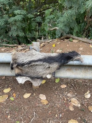 Menehune Fishpond by null