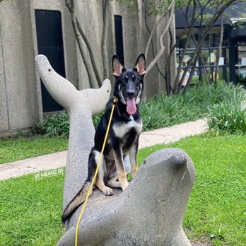 Sit Means Sit Dog Training Chicago - Pet Training Near Me - Chicago, Illinois