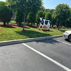 Pollos Mario Steak House & Seafood - Cows throughout the parking lot