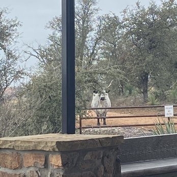 Torr Na Lochs - One of the Longhorns or whatever these were that come up to the gate to visit. - Wineries Near Me - Burnet, Texas Torr Na Lochs - One of the Longhorns or whatever these were that come up to the gate to visit. - Wineries Near Me - Burnet, Texas