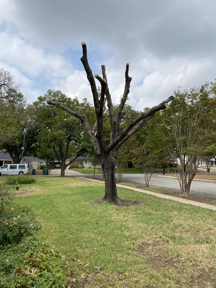 BEST CHOICE TREE CARE Updated July 2024 33 Photos Arlington
