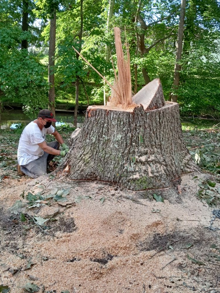 BRADLEY’S AFFORDABLE TREE SERVICE AND FIREWOOD Updated August 2024 77 Photos Gaston, North