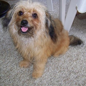 Loving Pets Grooming - BEFORE - Pet Groomers Near Me - Yuma, Arizona Loving Pets Grooming - BEFORE - Pet Groomers Near Me - Yuma, Arizona