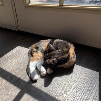 Cat & Craft - Coffee & Tea Near Me - Vista, California Cat & Craft - Coffee & Tea Near Me - Vista, California